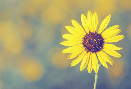 心理咨詢(xún)師