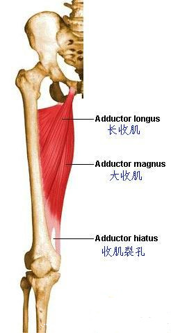 保健按摩師教材