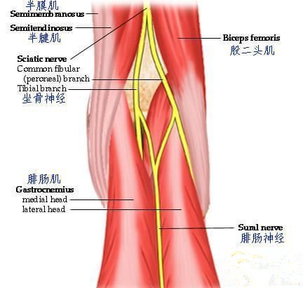 保健按摩師培訓(xùn)