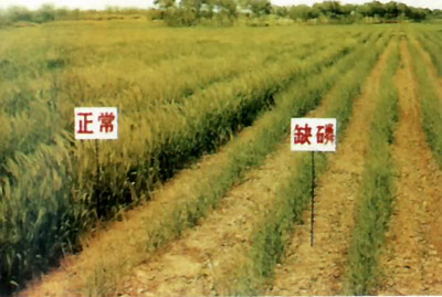 公共營養師 公共營養師