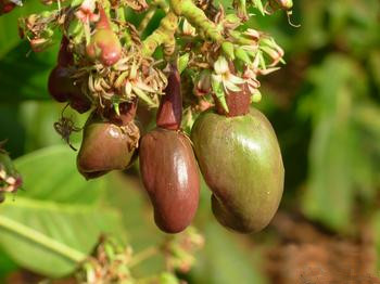 公共營養(yǎng)師